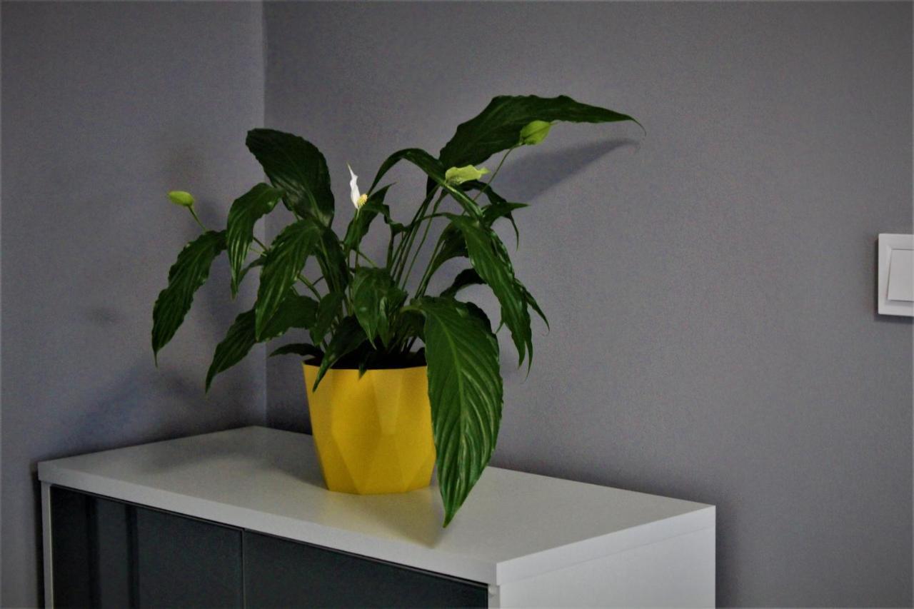 Apartament Przy Arsenale 弗罗茨瓦夫 外观 照片
